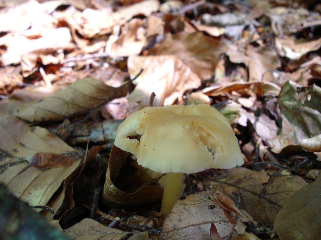 Bosco di Namos (BL) 25-06-2006